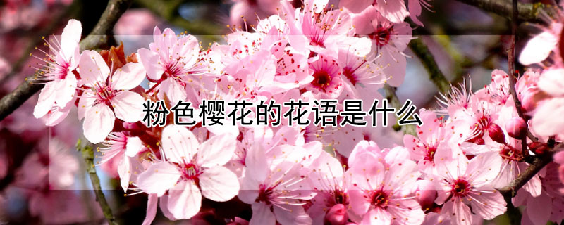 粉色樱花的花语是什么（粉色樱花的花语是什么象征）