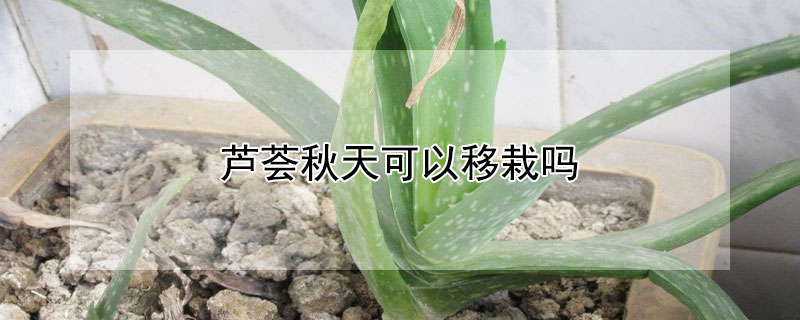 芦荟秋天可以移栽吗（冬天移栽芦荟能活吗）