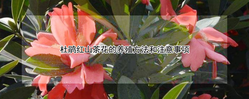 杜鹃红山茶花的养殖方法和注意事项 杜鹃红山茶花养殖方法?