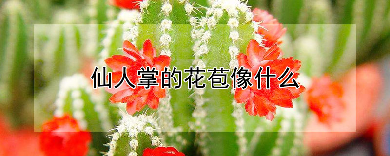 仙人掌的花苞像什么（仙人掌的花苞像什么造句）