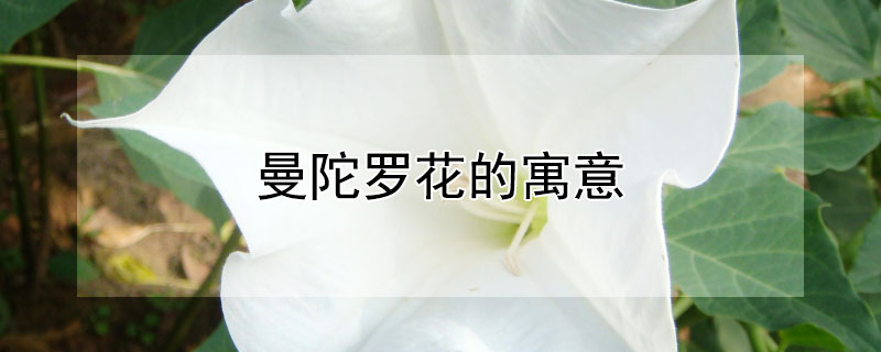 曼陀罗花的寓意