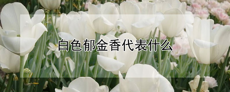 白色郁金香代表什么 白色郁金香代表什么象征意义