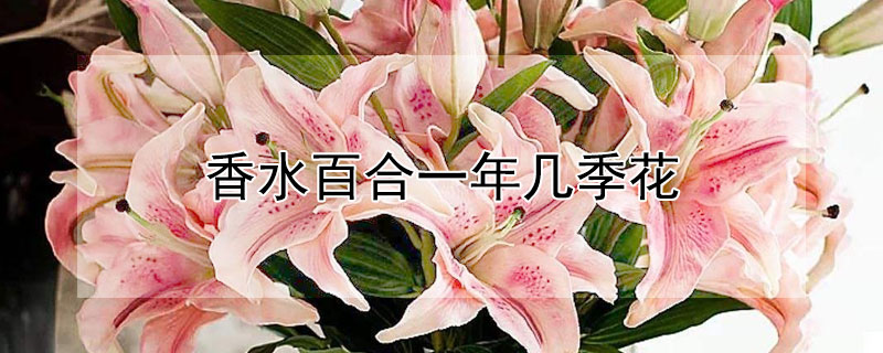 香水百合一年几季花 香水百合的花期有多长