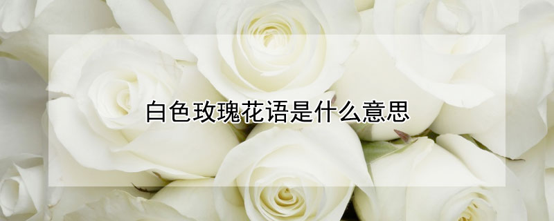 白色玫瑰花语是什么意思 99朵白色玫瑰花语是什么意思