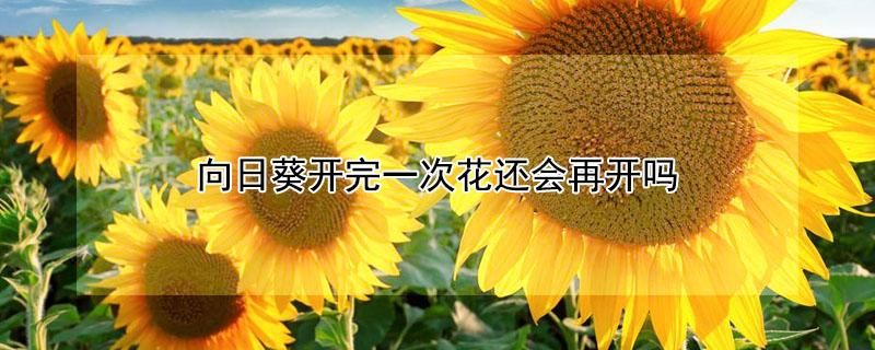 向日葵开完一次花还会再开吗（向日葵开花后还会再开花吗）