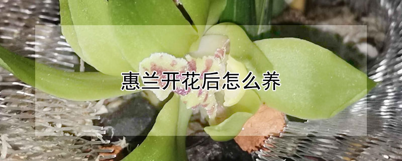 惠兰开花后怎么养（蕙兰开花后怎么养护）