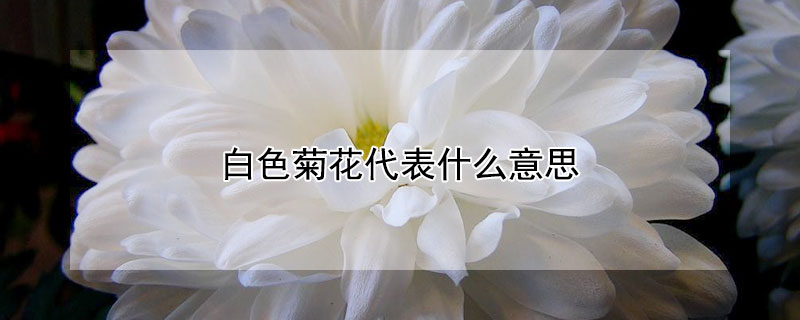 白色菊花代表什么意思（白菊花代表啥）
