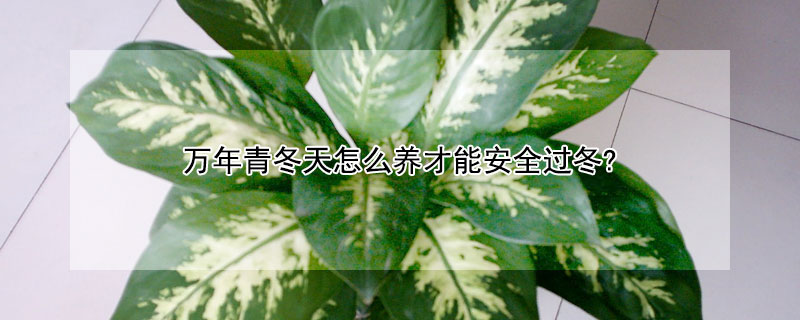 万年青冬天怎么养才能安全过冬?（万年青冬天能栽活吗）