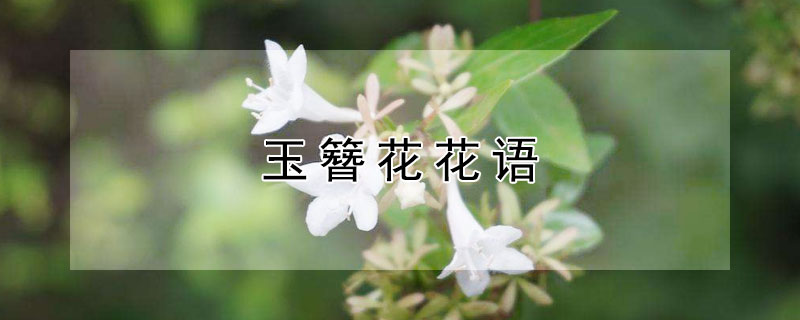 玉簪花花语（玉簪花花语寓意）