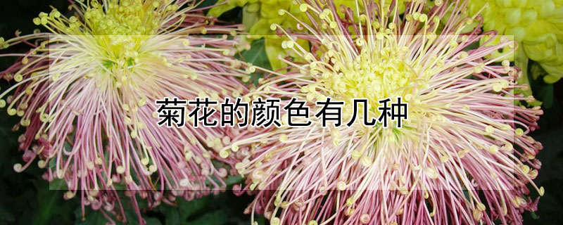 菊花的颜色有几种（菊花的颜色有几种文字）