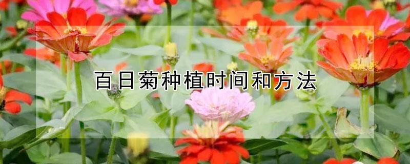 百日菊种植时间和方法 百日菊几月份种植最好