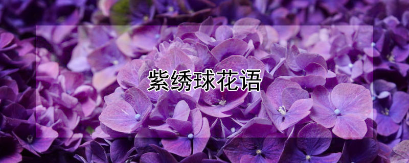 紫绣球花语（淡紫色绣球花语）