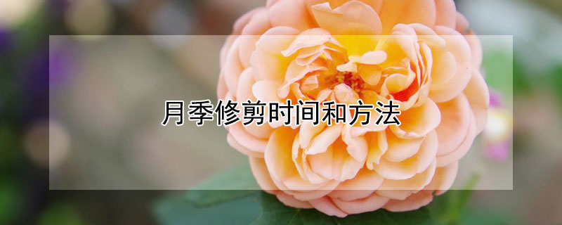 月季修剪时间和方法 夏季月季修剪时间和方法