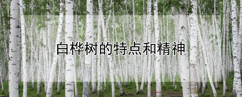 白桦树的特点和精神 白桦树具有什么样的精神