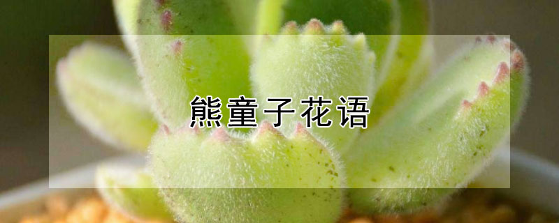 熊童子花语（熊童子花有什么寓意）