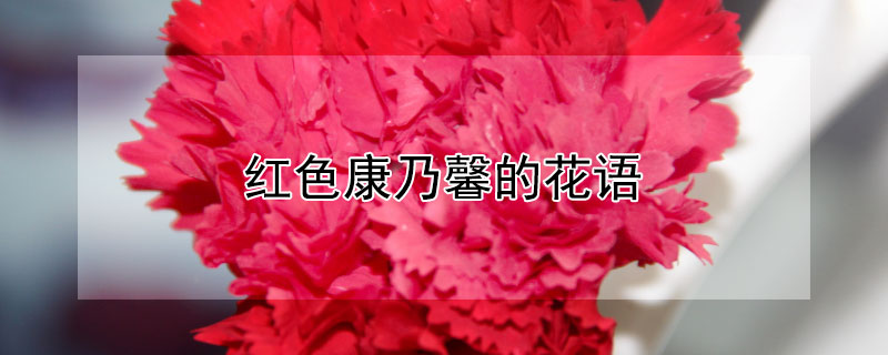 红色康乃馨的花语 红色康乃馨的花语是什么语