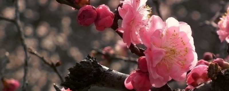 梅花的花语是什么 粉色梅花的花语是什么