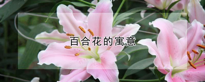 百合花的寓意（百合花的寓意及象征）