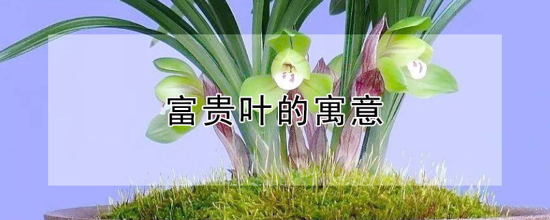 富贵叶的寓意 绿植富贵叶的寓意