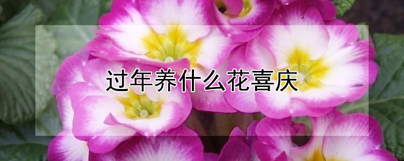 过年养什么花喜庆 春节适合室内养的喜庆花