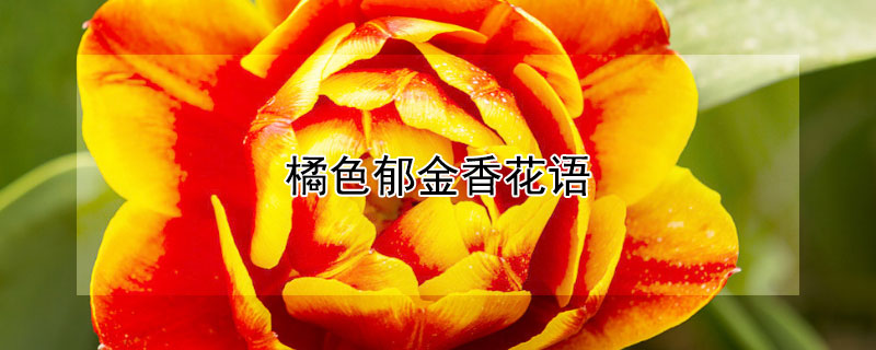 橘色郁金香花语（郁金香花语橙色）