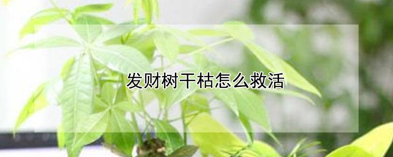 发财树干枯怎么救活（发财树快枯萎了怎么救活）