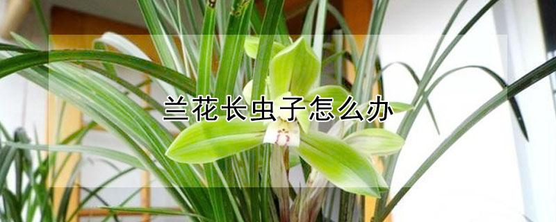 兰花长虫子怎么办 种植西兰花长虫子怎么办