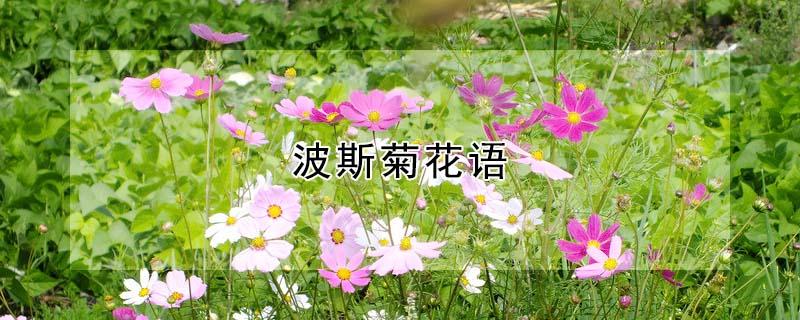 波斯菊花语 黄色波斯菊花语