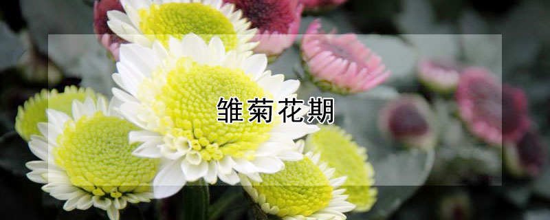 雏菊花期