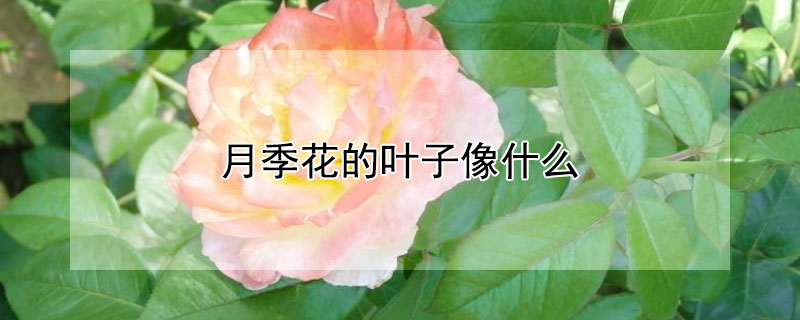 月季花的叶子像什么（月季花的叶子像什么形状）