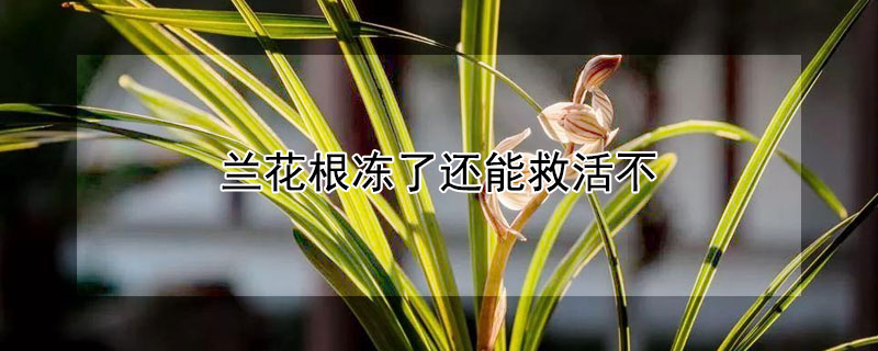 兰花根冻了还能救活不（兰花根干了还能救活吗）