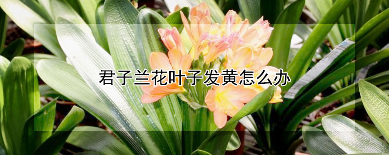 君子兰花叶子发黄怎么办 君子兰花叶子有点黄怎么办