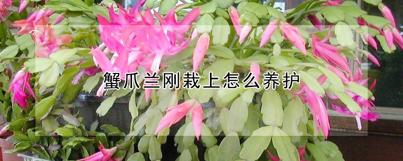 蟹爪兰刚栽上怎么养护