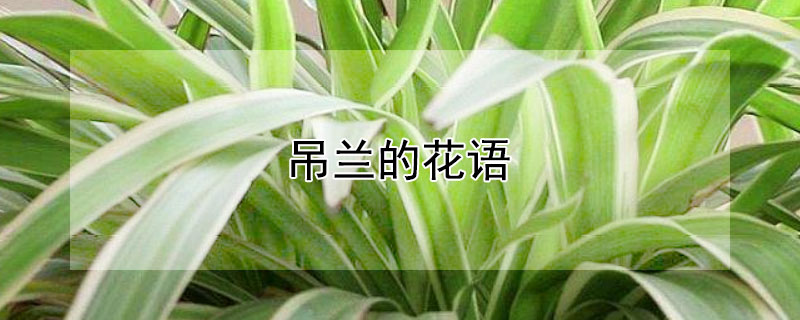 吊兰的花语（油画婚礼吊兰的花语）