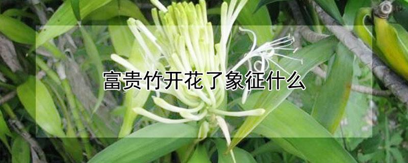 富贵竹开花了象征什么