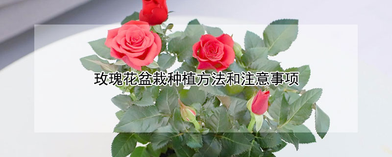 玫瑰花盆栽种植方法和注意事项