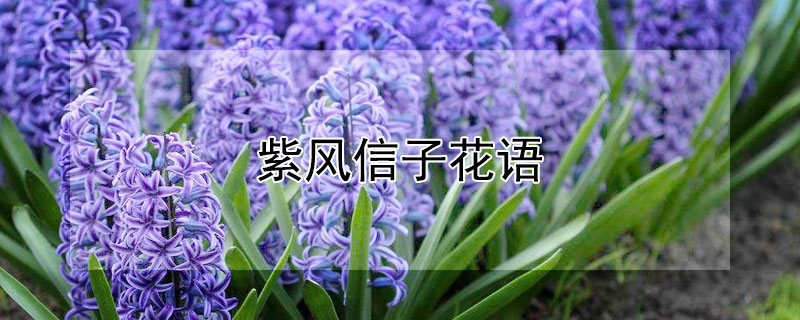 紫风信子花语（紫色风信子花语是什么意思）