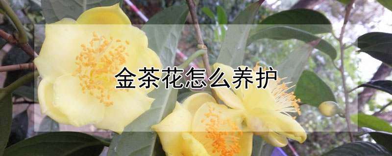 金茶花怎么养护 金花茶树怎么养护方法
