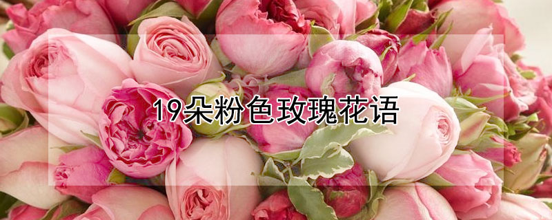19朵粉色玫瑰花语（满天星加19朵粉色玫瑰花语）