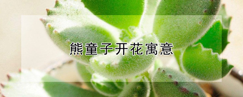 熊童子开花寓意 熊童子的寓意