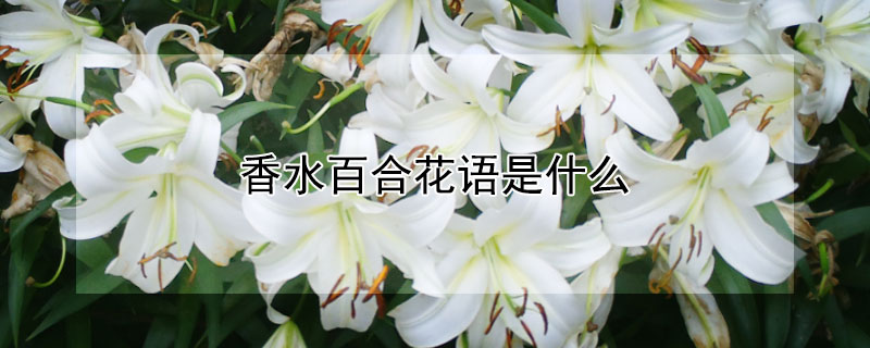 香水百合花语是什么 香水白百合花语