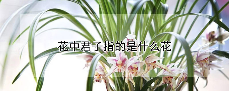 花中君子指的是什么花