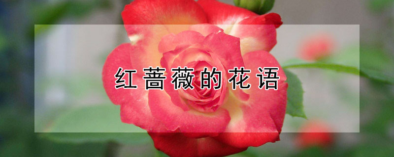 红蔷薇的花语 红色蔷薇花的花语