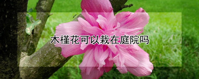 木槿花可以栽在庭院吗（木槿花能栽在庭院内吗）