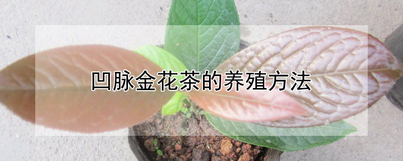 凹脉金花茶的养殖方法