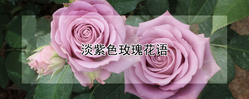 淡紫色玫瑰花语 淡紫色玫瑰花语是一辈子吗