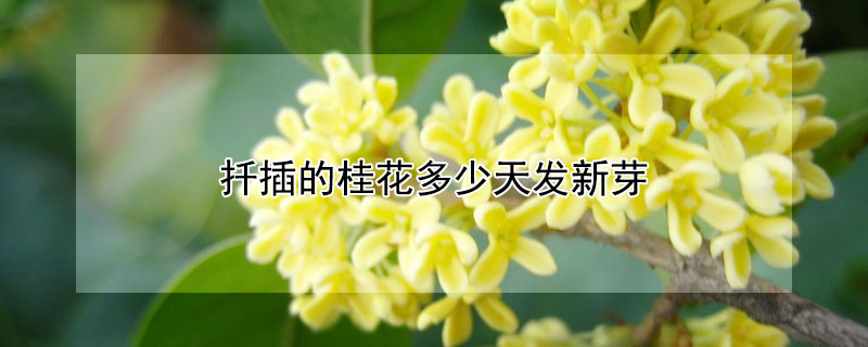 扦插的桂花多少天发新芽（桂花新栽几天能发芽）