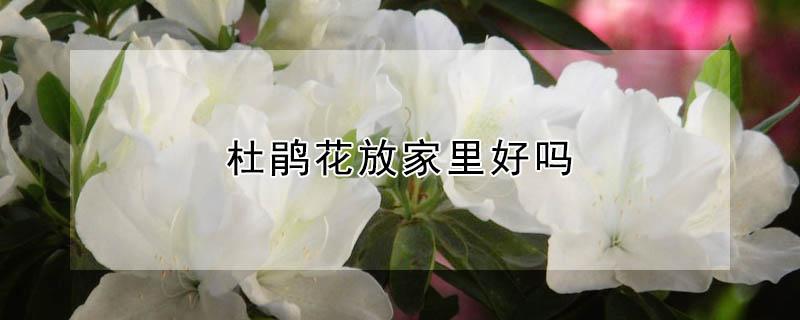 杜鹃花放家里好吗（家里适合放杜鹃花吗）