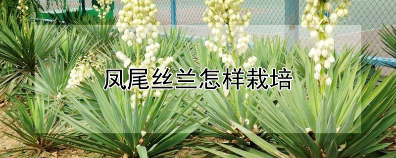 凤尾丝兰怎样栽培 凤尾丝兰可以盆栽吗