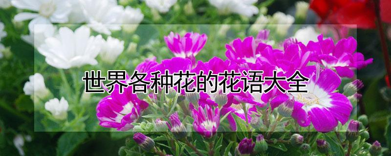 世界各种花的花语大全